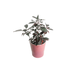 The Poinsettia Plant