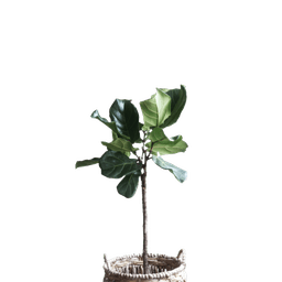 Fiddle-Leaf Plant in Bamboo Basket