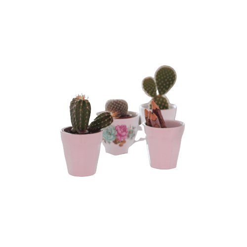 Beautiful Cactus in Ceramic Cup