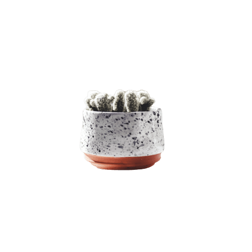Cactus in Japanese Ceramic