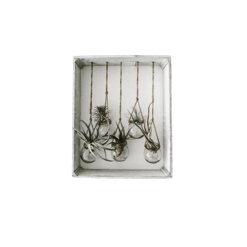 Tilandsia Flexuosa in Wood Frame