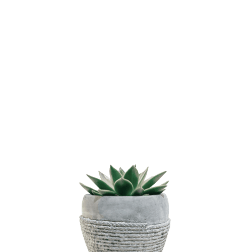 Molded Wax agave in Japanese Planter