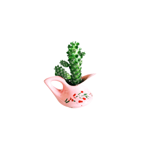 Mammillaria Elongata Cactus
