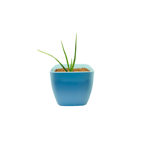 Set Green Plastic Pot 25CMS (Blue)