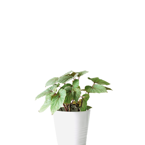 Painted Leaf Begonia Plant