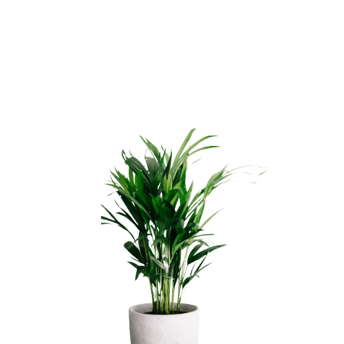 Areca Palm in Clay Pot