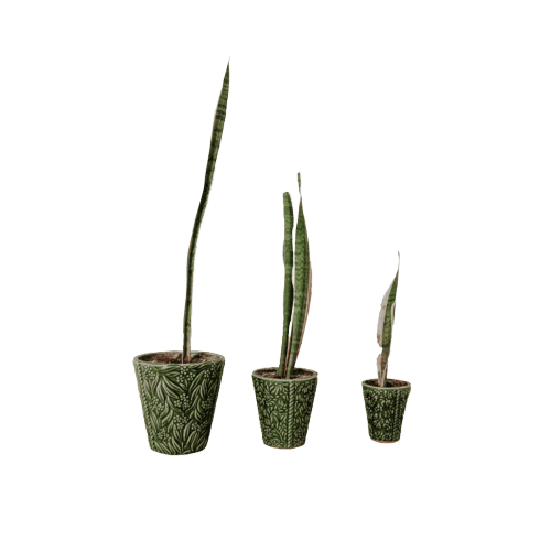 Black Coral Sansevieria Plant