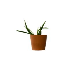 Aloe Vera Plant