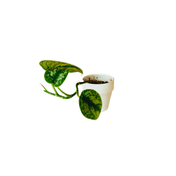 Satin Pothos Plant
