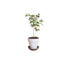 Japanese Maple Plant