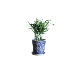 Chamaedorea Elegance Plants With Ceramic Pot